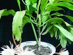昙花的花语及传说