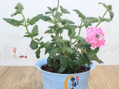 美女樱的花语及象征意义