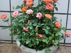 蔷薇花的花语及传说
