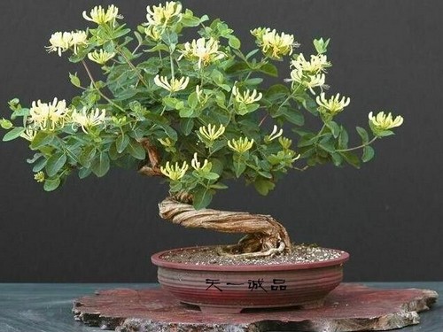 金银花盆景图片