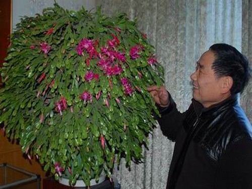 仙人指花语是什么1