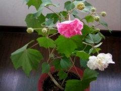 木芙蓉花语及传说