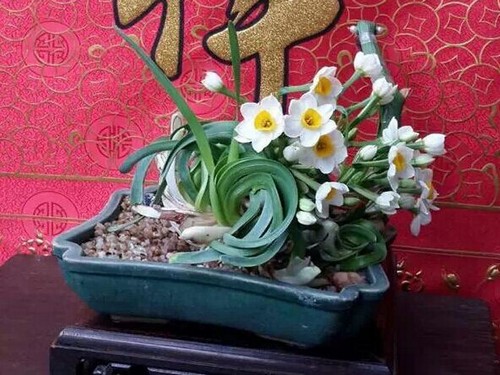 水仙花盆景图片