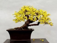 迎春花花语及传说