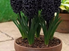 风信子花语及传说