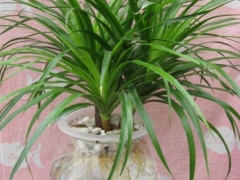 龙血树的象征意义、花语及传说