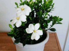 栀子花的花语及传说