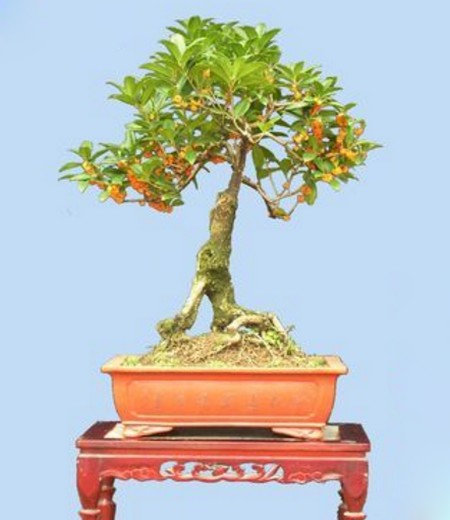 桂花盆景图片