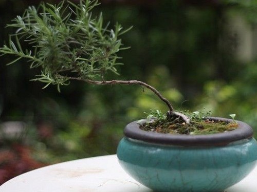 迷迭香盆景图片
