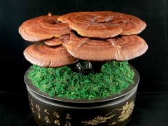 灵芝的象征意义及花语