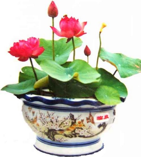 莲花（荷花）的象征意义及花语