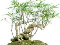 竹子的象征意义及花语