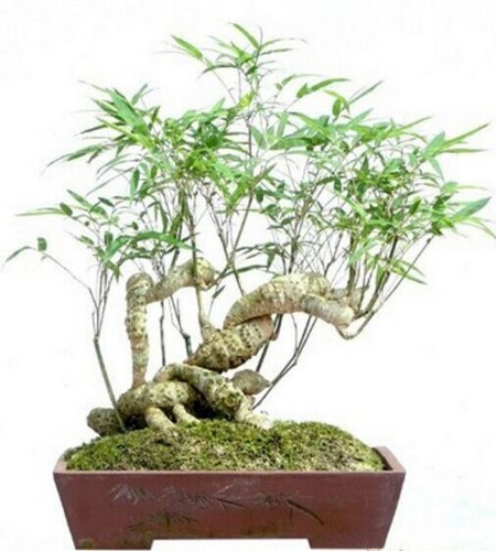 紫罗兰花语是什么