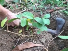 番石榴下山桩怎样移栽