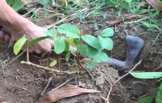 番石榴下山桩怎样移栽