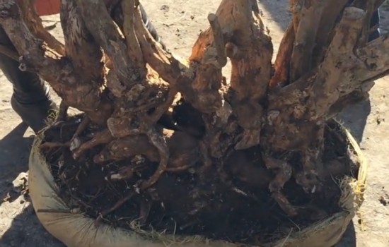 野生映山红怎样移栽成活率高