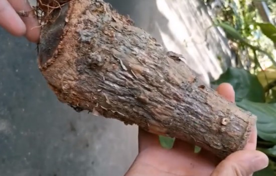 发财树只剩下树干还能发芽吗