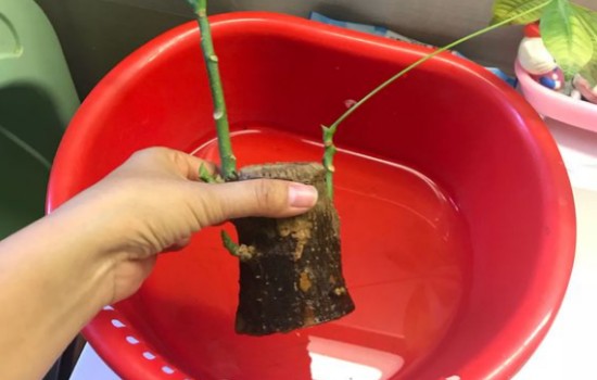 发财树生根粉泡完能直接种吗