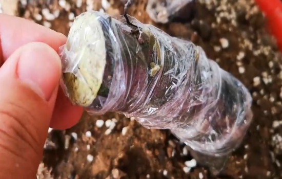 下山桩入盆后隔两天换新盆可以吗