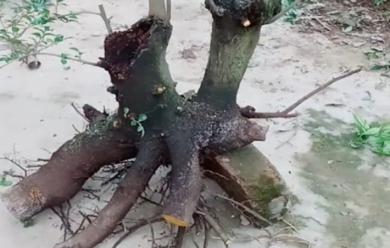 金弹子生桩不发芽是什么情况