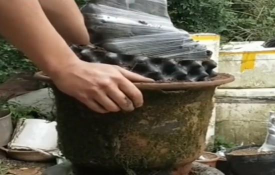 怎么让金弹子老桩生根发芽