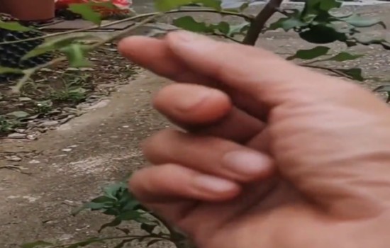 老鸦柿熟桩什么时候换盆