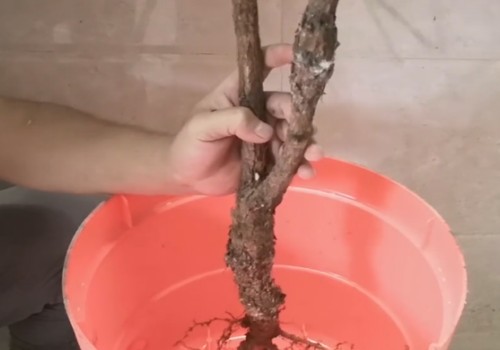 山松裸根下山桩怎么成活1