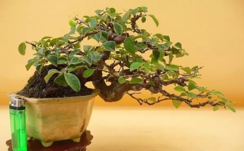 木瓜下山桩养护与培育技巧