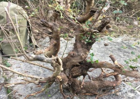 白花继木下山桩采挖方法1