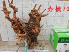 赤楠下山桩的采挖