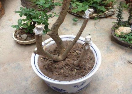 野生杜鹃花树桩的移栽上盆过程