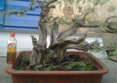 崖柏怎么识别