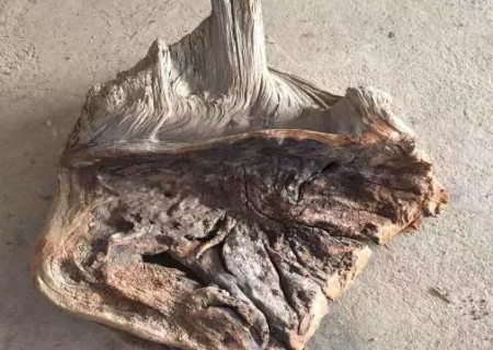 崖柏怎么识别1