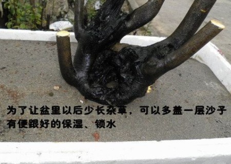 老鸦柿生桩栽植技术18