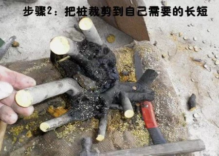 老鸦柿生桩栽植技术2