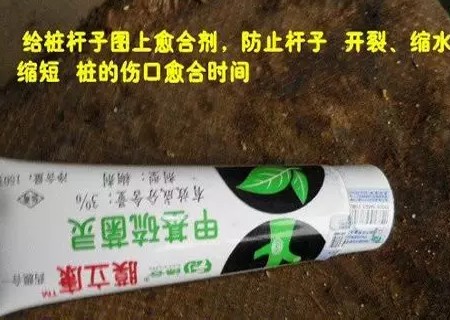 老鸦柿生桩栽植技术6