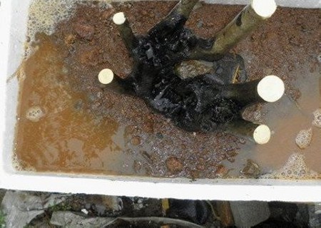 老鸦柿生桩栽植技术15
