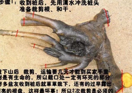 老鸦柿生桩栽植技术1
