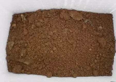 老鸦柿生桩栽植技术9