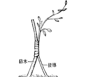 靠接法图解3