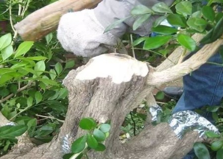 树木盆景树桩封口技术1