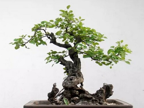 树桩盆景制作技术要点
