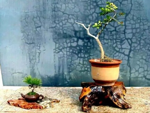 树桩盆景基根制作方法