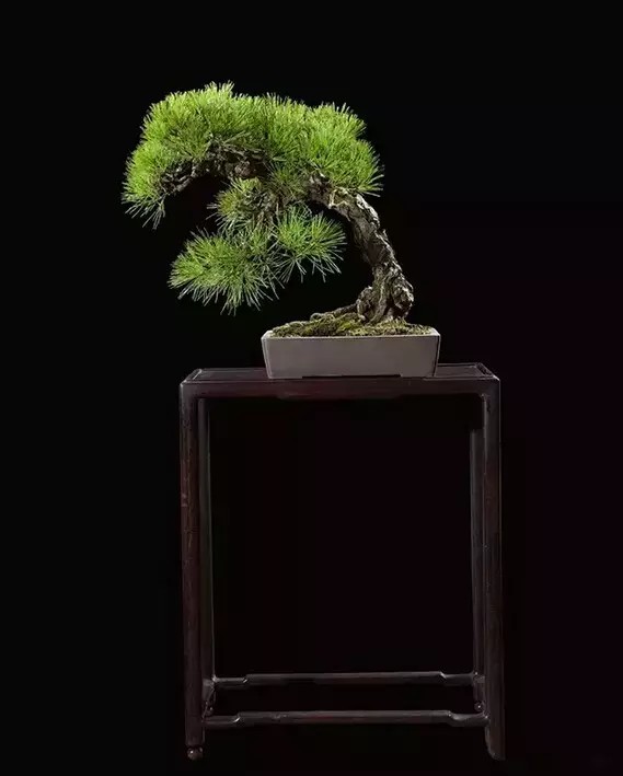 黑松