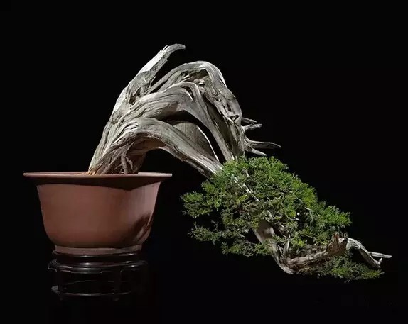 真柏