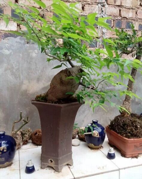 树木盆景金属丝加工技法