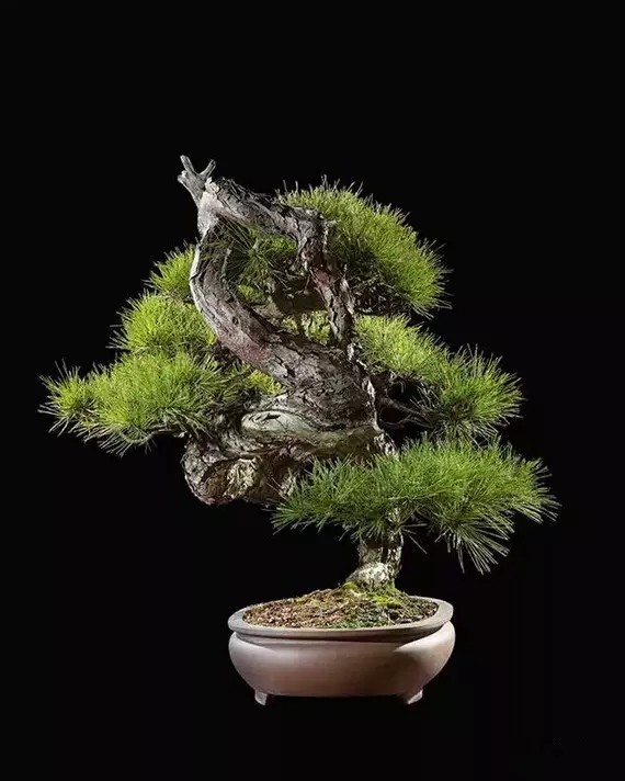 赤松
