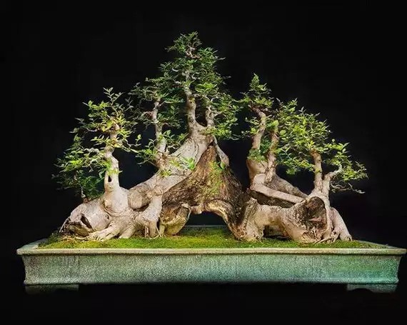 朴树