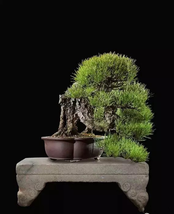黑松
