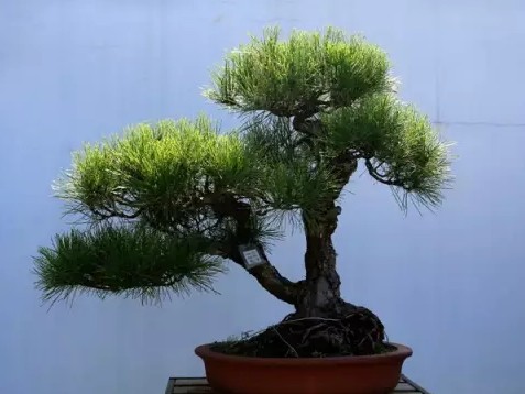 徽派树桩盆景造型方法4